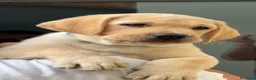 Labrador cani in vendita: Cucciolata gialla e nera - Annuncio 1