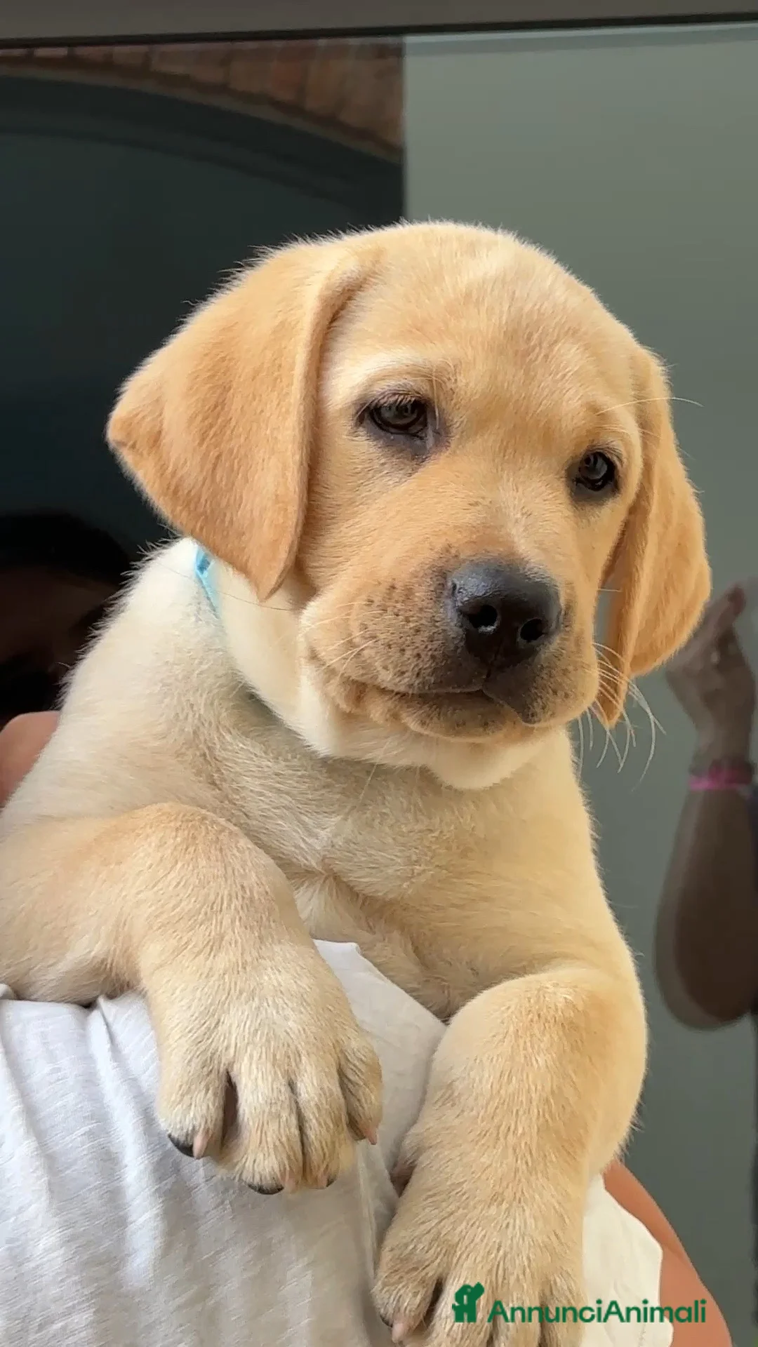 Labrador cani in vendita: Cucciolata gialla e nera - Annuncio 1