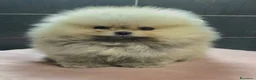 Spitz cani in vendita: Spitz Pomerania nano  - Annuncio 8