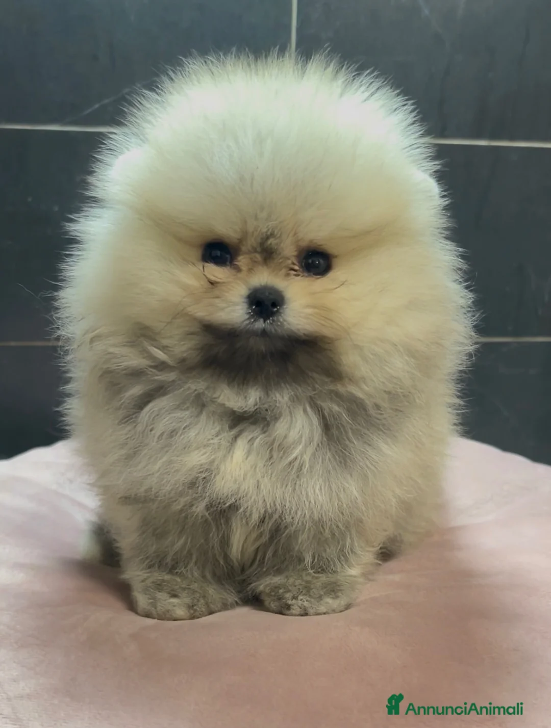 Spitz cani in vendita: Spitz Pomerania nano  - Annuncio 8