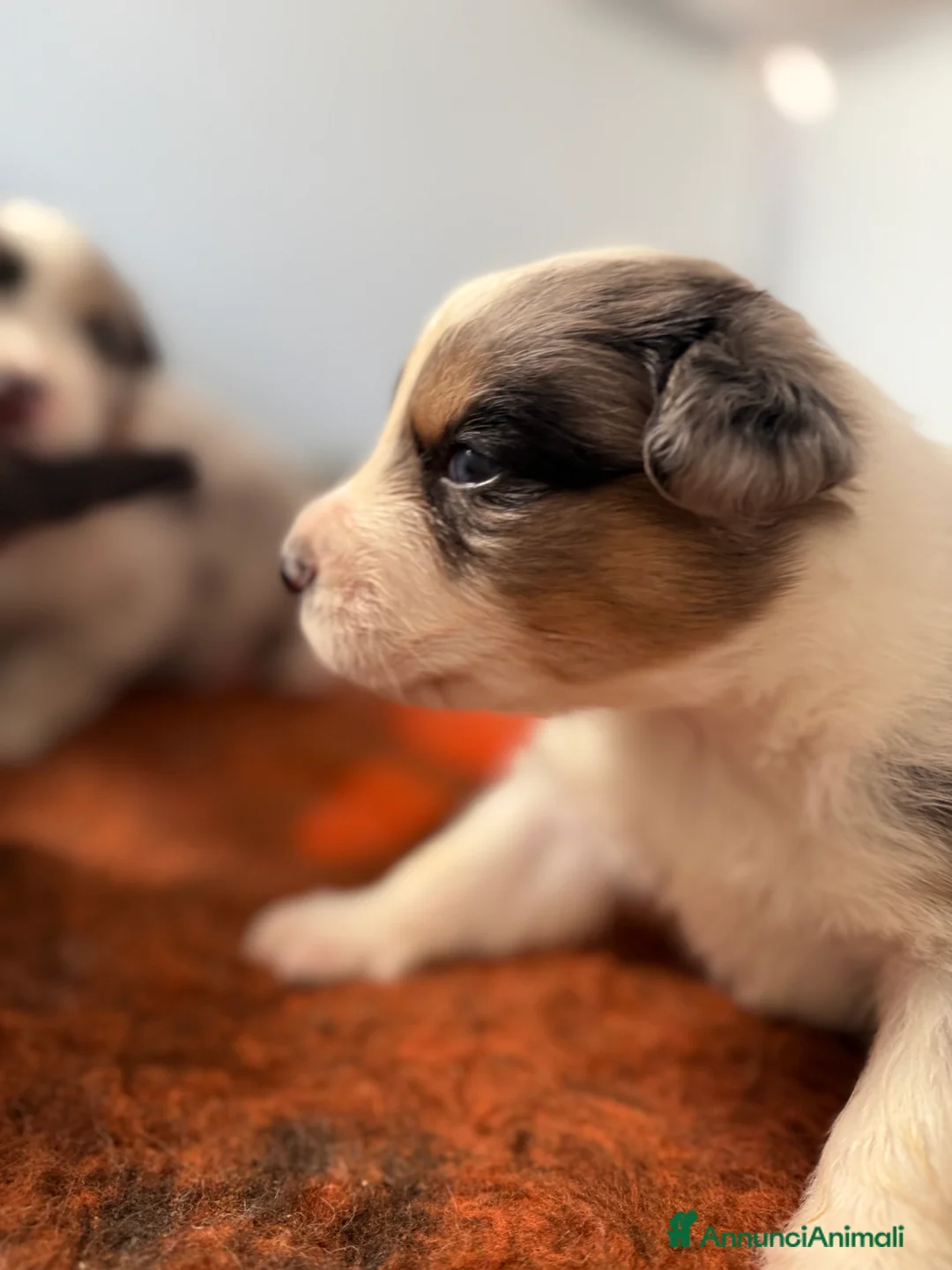 Australian Shepherd cani in vendita: Vendesi cuccioli di Australian shepherd - pedigree - Annuncio 9