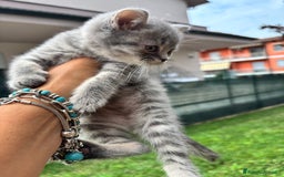 British gatti in vendita: British shorthair  a Provincia di Lodi - Immagine 3
