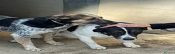 Meticcio cani in regalo: Splendida meticcia - DIVY - Annuncio 5