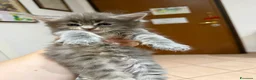 Maine Coon gatti in vendita: Cuccioli di Manine Coon disponibili da giugno - Annuncio 4