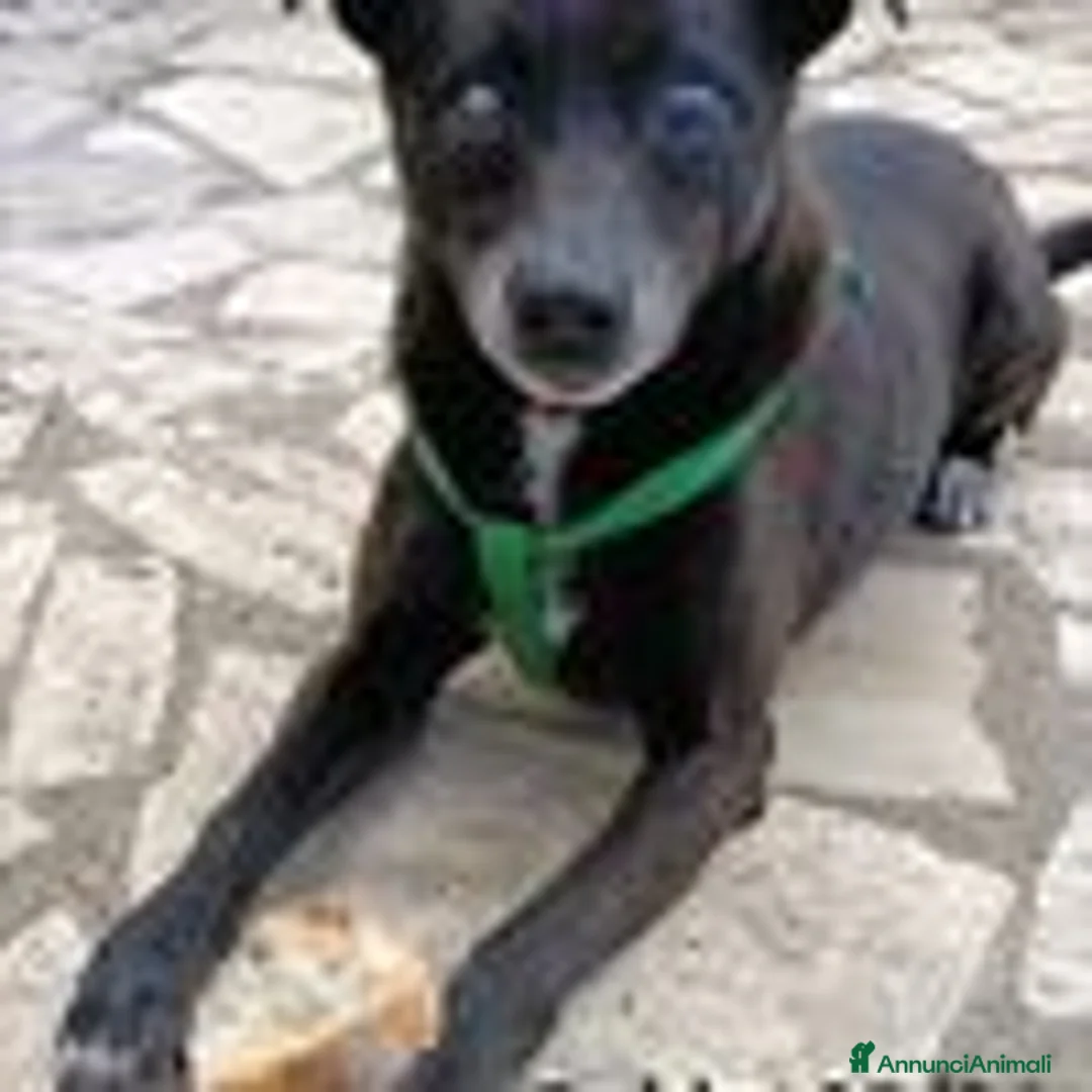 Pinscher Tedesco cani in regalo: Bobby, super adozione del cuore - Annuncio 3