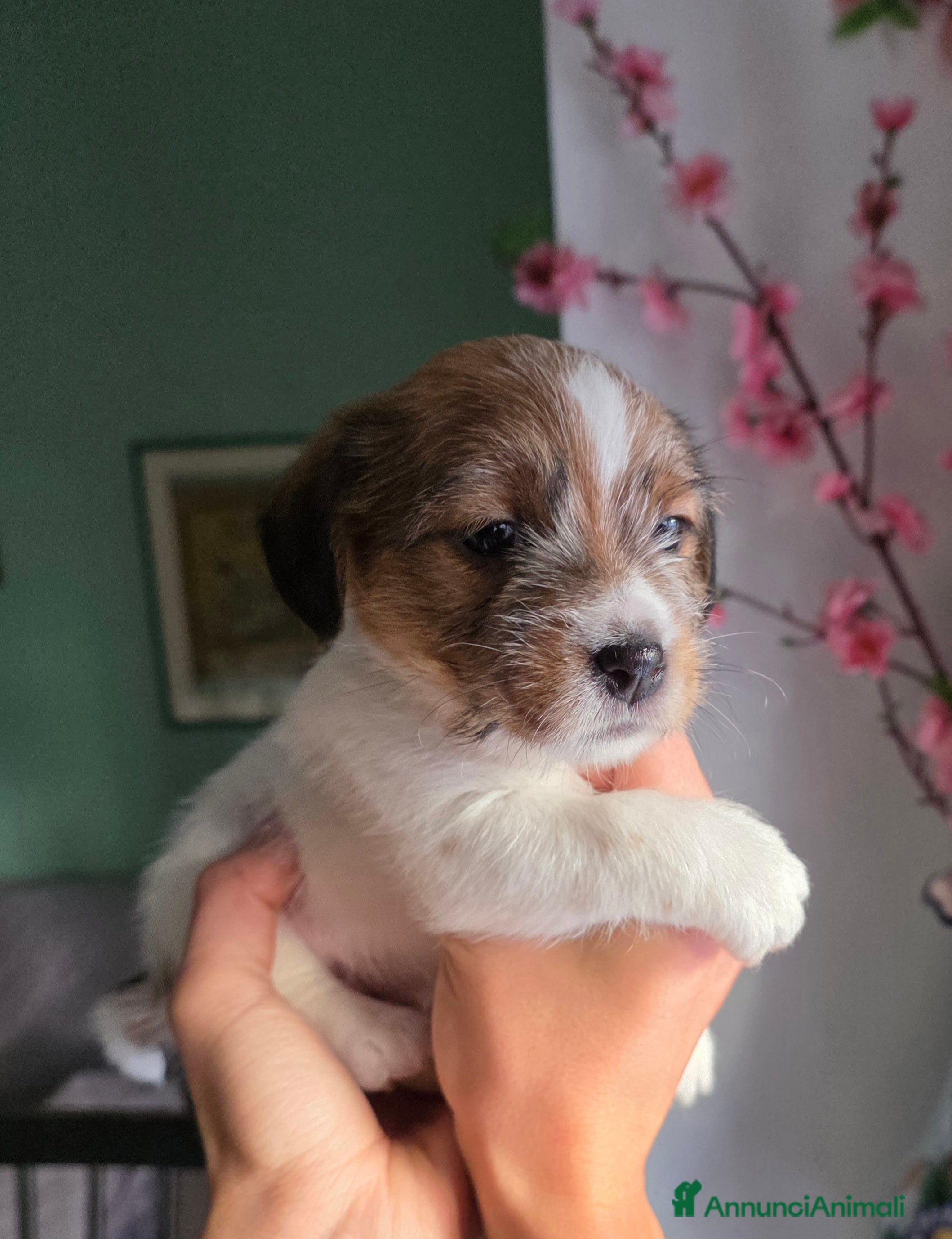 Jack Russell cani Cuccioli di Jack Russell Broken e Ruvidi - Annuncio 5