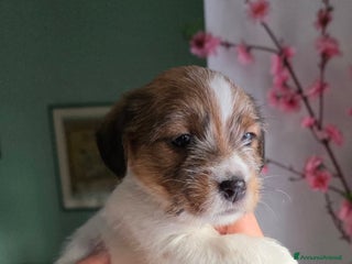 Jack Russell cani Cuccioli di Jack Russell Broken e Ruvidi - Annuncio 16