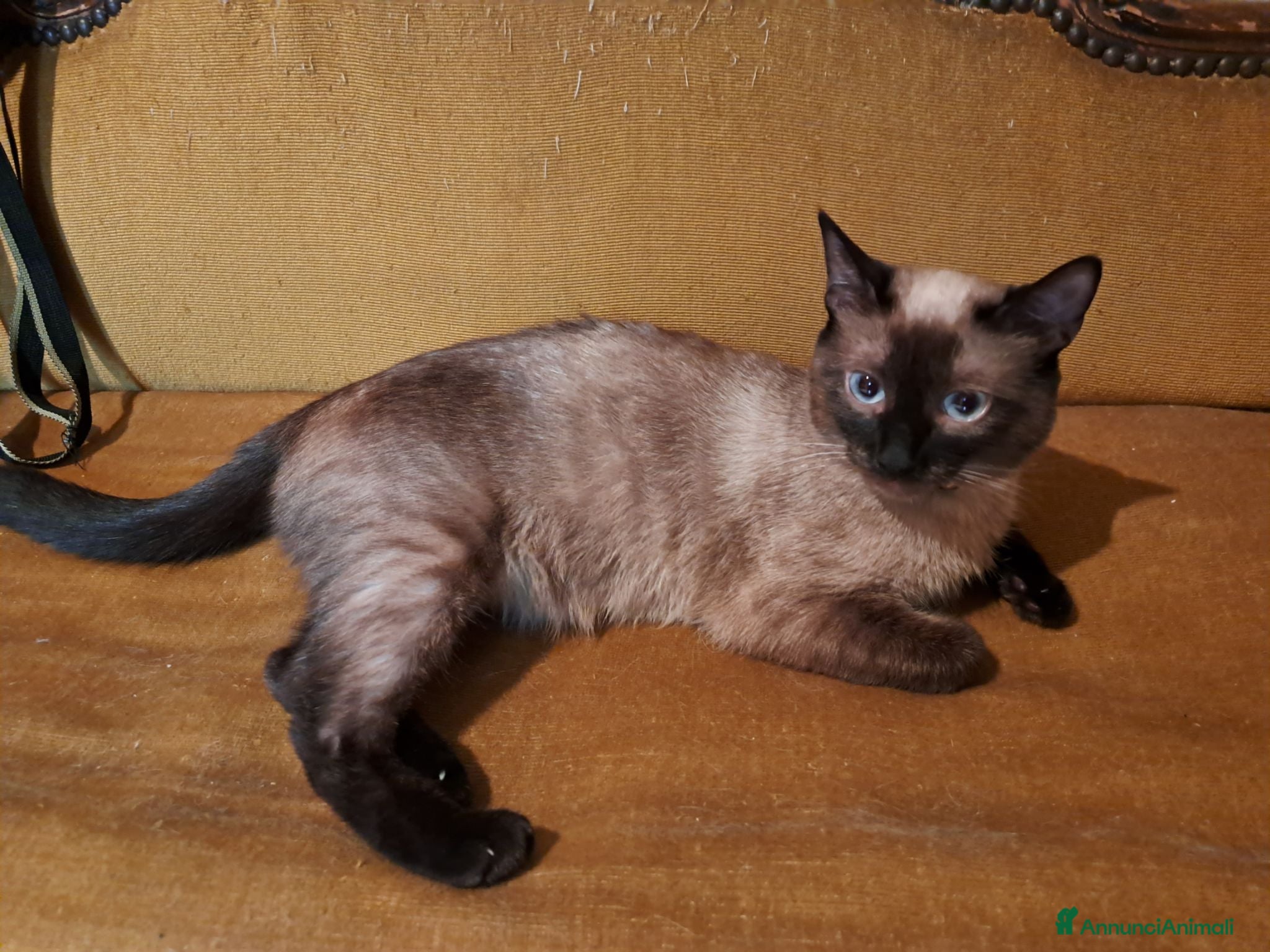 Siamese gatti Gatta siamese  - Annuncio 1