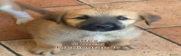 Meticcio cani in regalo: ADOTTA UN CUCCIOLO  - Annuncio 9