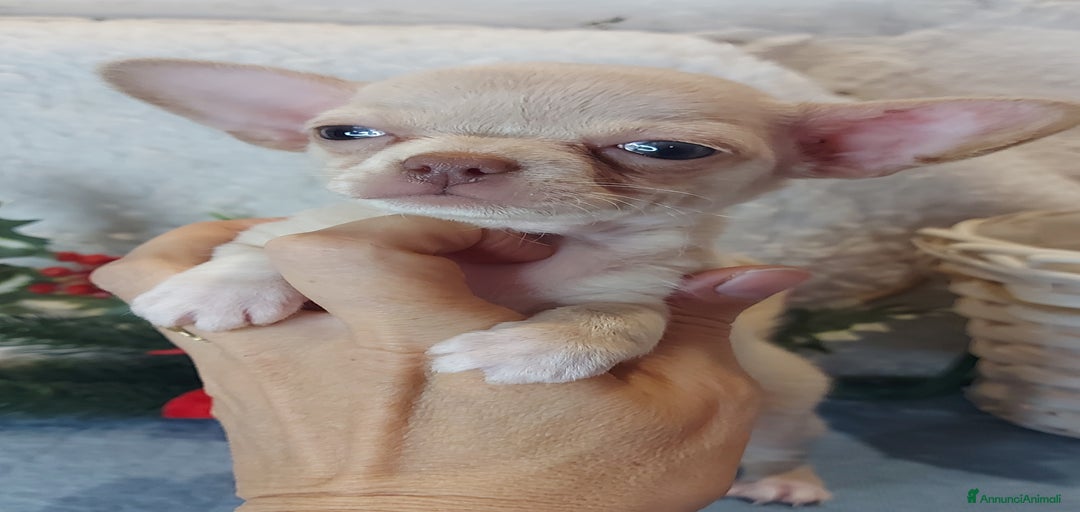 Immagine della galleria {{count}}