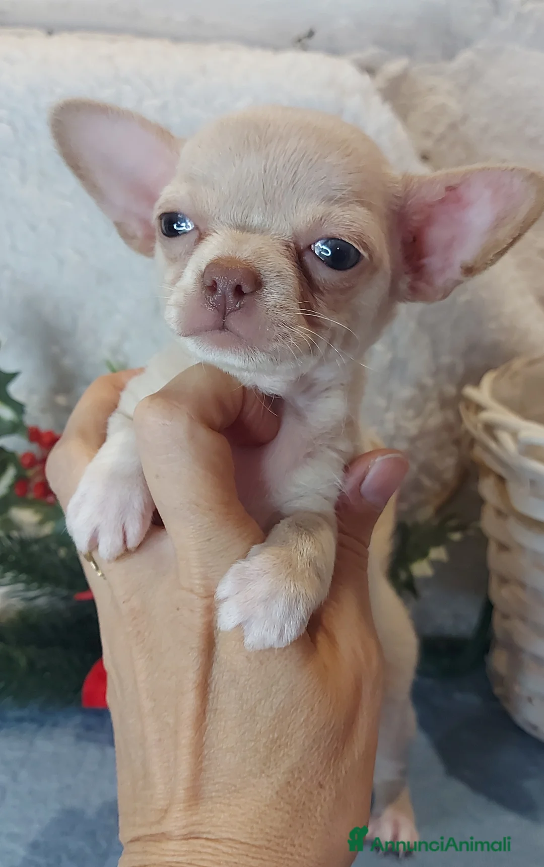 Immagine della galleria {{count}}