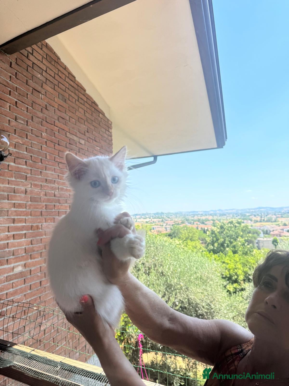 Siberiano gatti Cucciolini di gatto siberizno cresciuti in casa - Annuncio 1