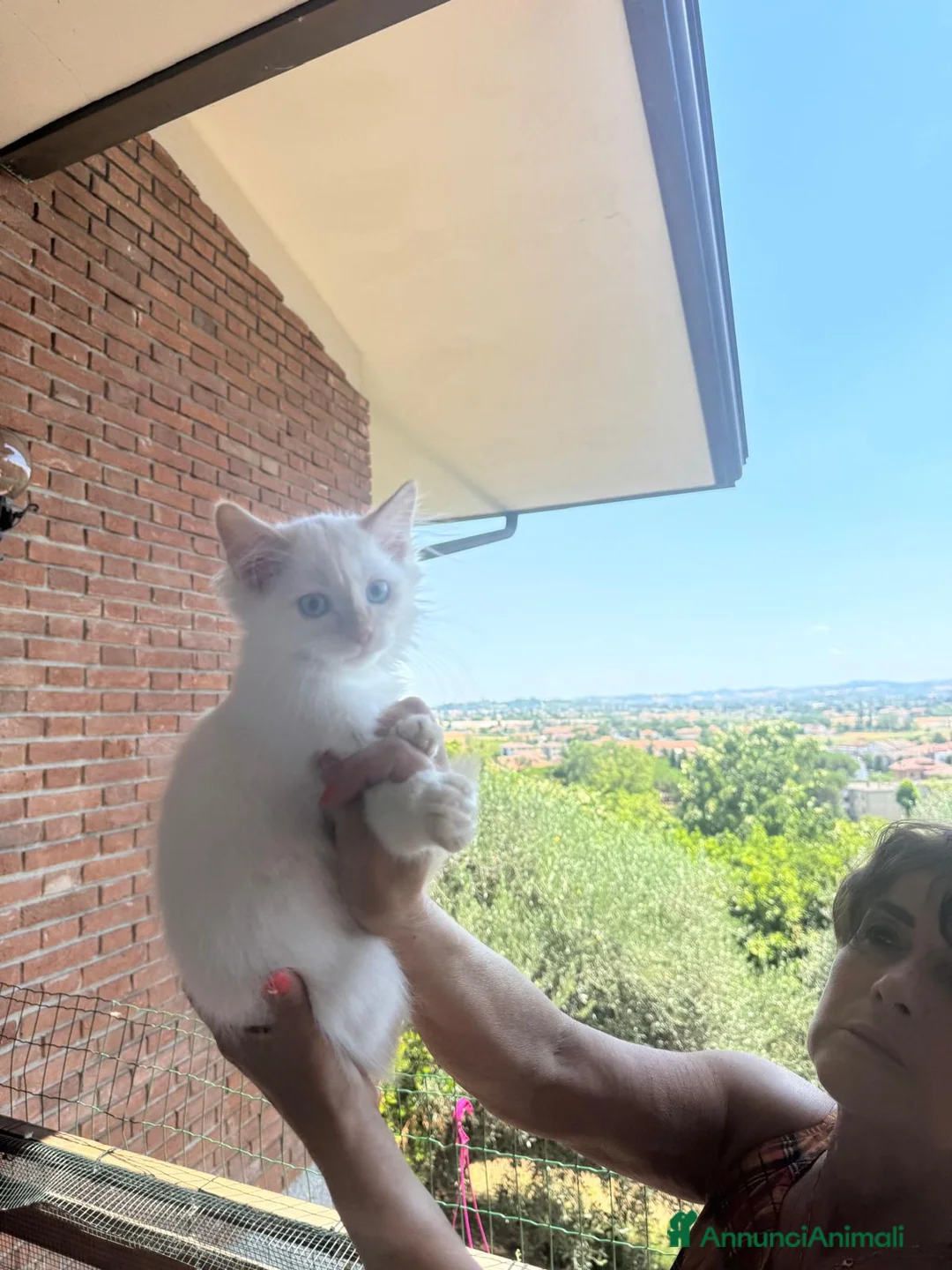 Siberiano gatti in vendita: Cucciolini di gatto siberizno cresciuti in casa - Annuncio 2