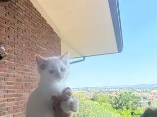 Siberiano gatti Cucciolini di gatto siberizno cresciuti in casa - Annuncio 2