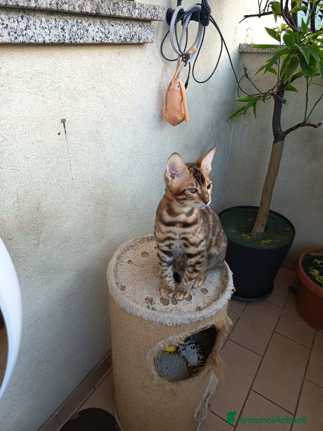 Bengala gatti in vendita: Dolcissimo maschietto di una stupenda colorazione  - Annuncio 9