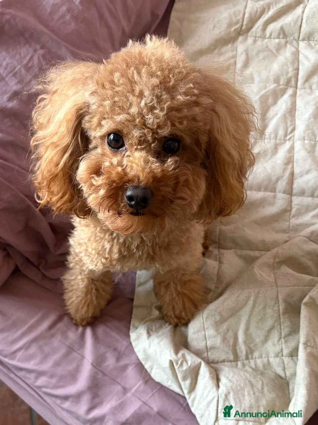 Barboncino Toy cani in vendita: Cuccioli Barboncino Toy Red - Annuncio 1