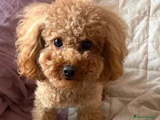 Barboncino Toy cani Cuccioli Barboncino Toy Red - Annuncio 10