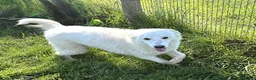 Meticcio cani in regalo: MOLLY, un raggio di sole - Annuncio 2