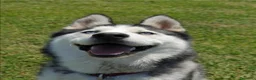 Husky cani in vendita: Cuccioli di siberian Husky  a Provincia di Caserta - Annuncio 6