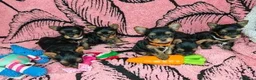 Meticcio cani in vendita: ✨Splendidi Yorkshire Terrier✨ - Annuncio 6
