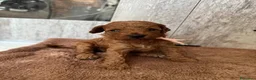 Barboncino Toy cani in vendita: Cuccioli di Barboncino Toy di Razza Pura - Annuncio 12