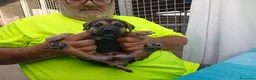 Meticcio cani in regalo: Cuccioli mix Pastore Tedesco, neanche 2 mesi  - Annuncio 4
