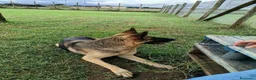 Pastore Tedesco cani in regalo: Sara Jane - Annuncio 2