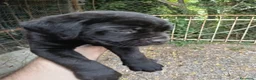 Cane Corso cani in vendita: CEDESI CUCCIOLI CANE CORSO a Città Metropolitana di Genova - Annuncio 2