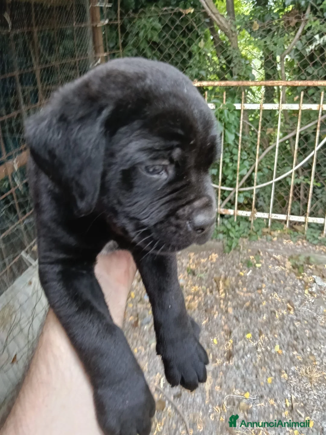 Cane Corso cani in vendita: CEDESI CUCCIOLI CANE CORSO a Città Metropolitana di Genova - Annuncio 2