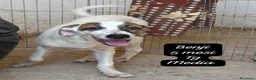 Meticcio cani in regalo: Meticci dolcissimi da salvare a Provincia di Pavia - Annuncio 10