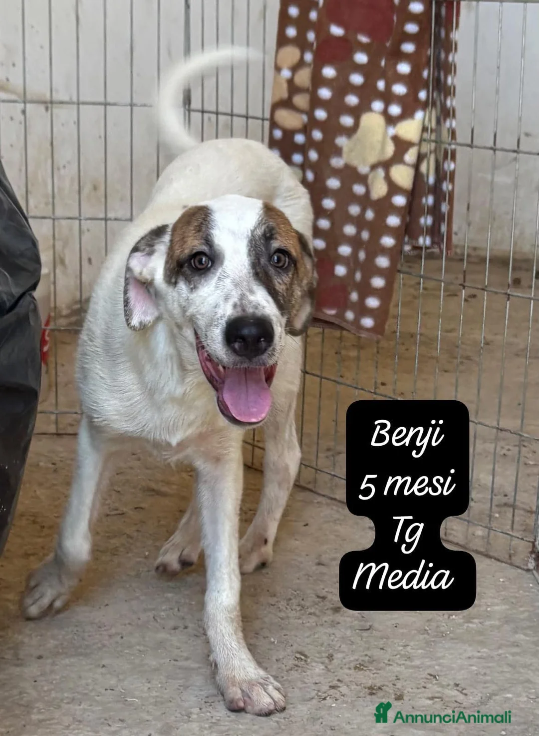 Meticcio cani in regalo: Meticci dolcissimi da salvare a Provincia di Pavia - Annuncio 10