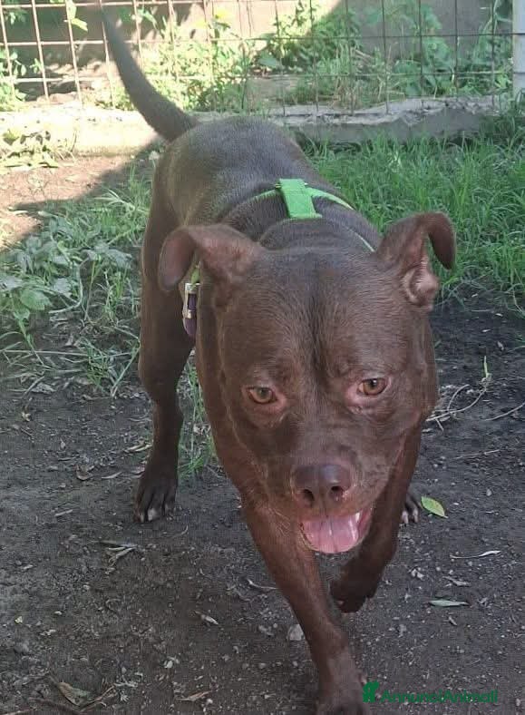 Meticcio cani Cloe 3 anni - Annuncio 4