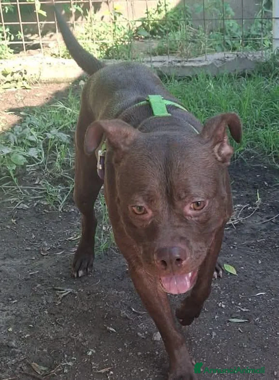 Meticcio cani in regalo: Cloe 3 anni - Annuncio 1