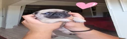 Bulldog Francese cani in vendita: Bulldog feancesi - Annuncio 5