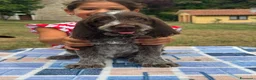 Spinone cani in vendita: Cuccioli di Spinone Italiano - Annuncio 5