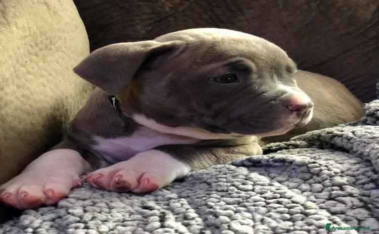 Pitbull cani a Provincia di Brindisi - Annuncio 2