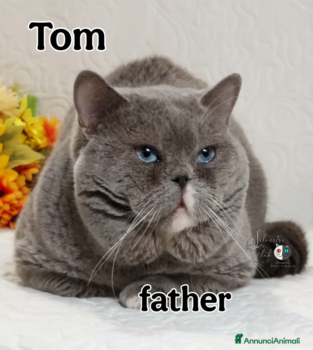 British gatti in vendita: British Shorthair cuccioli  a Città metropolitana di Roma Capitale - Immagine 26