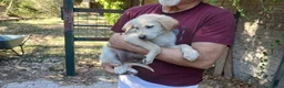 Meticcio cani in regalo: IL SIMPATICO BACON TI STA ASPETTANDO, IN ADOZIONE - Annuncio 3