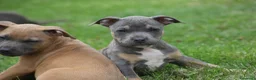 Pitbull cani in vendita: Cuccioli Pit Bull pronta consegna  - Annuncio 27