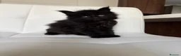 Maine Coon gatti in vendita: Maine Coon  a Provincia di Ascoli Piceno - Annuncio 5