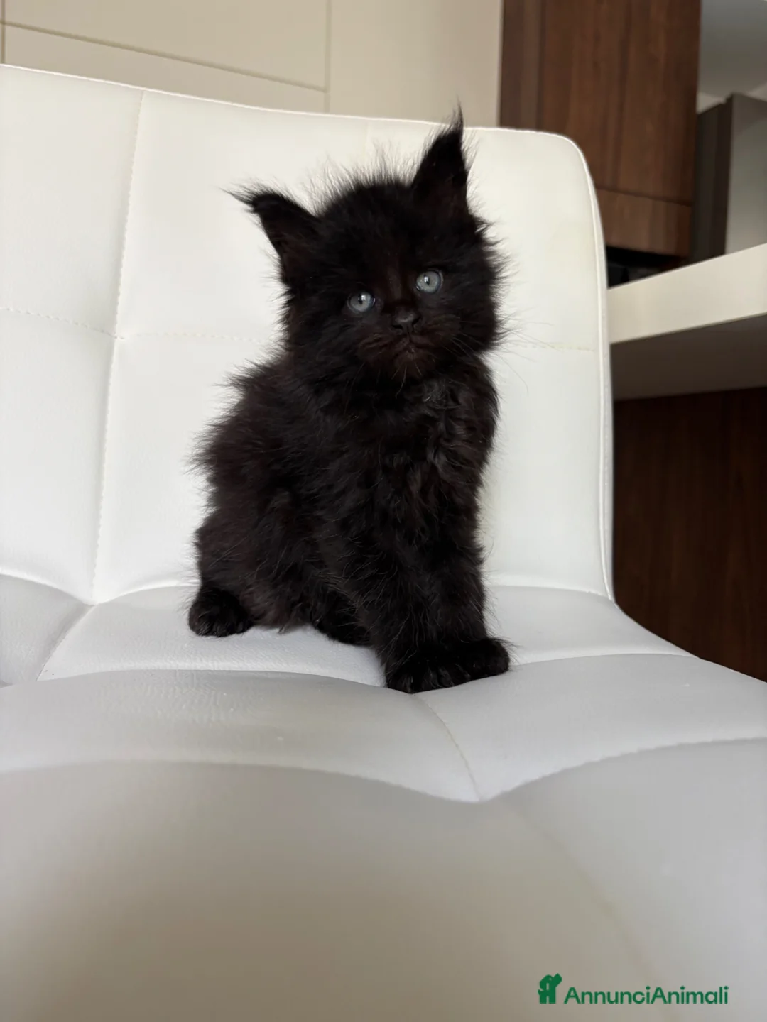 Maine Coon gatti in vendita: Maine Coon  a Provincia di Ascoli Piceno - Annuncio 5
