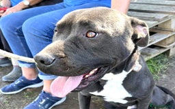 Pitbull cani in regalo: Magico Tyson a Provincia di Latina - Immagine 7