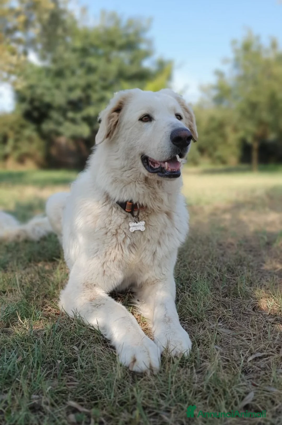 Pastore Maremmano cani in regalo: ROSETTA,giocherellona e sguardo fiero a Pomezia - Annuncio 6