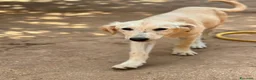 Meticcio cani in regalo: limone e federico - Annuncio 2