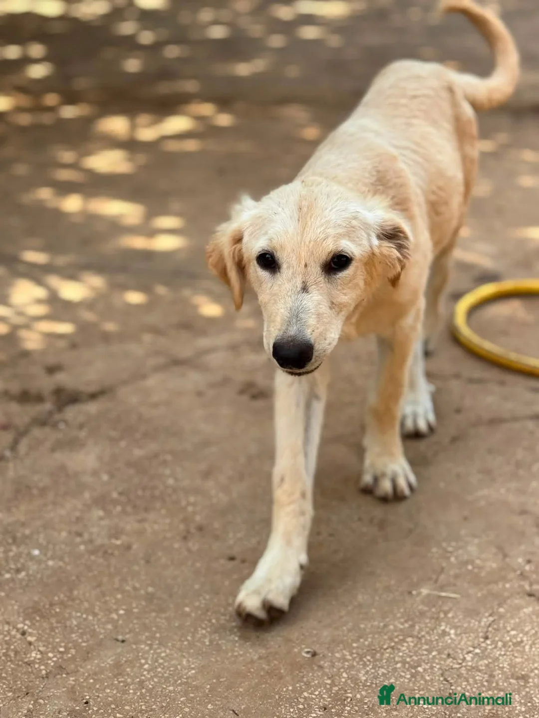 Meticcio cani in regalo: limone e federico - Annuncio 2