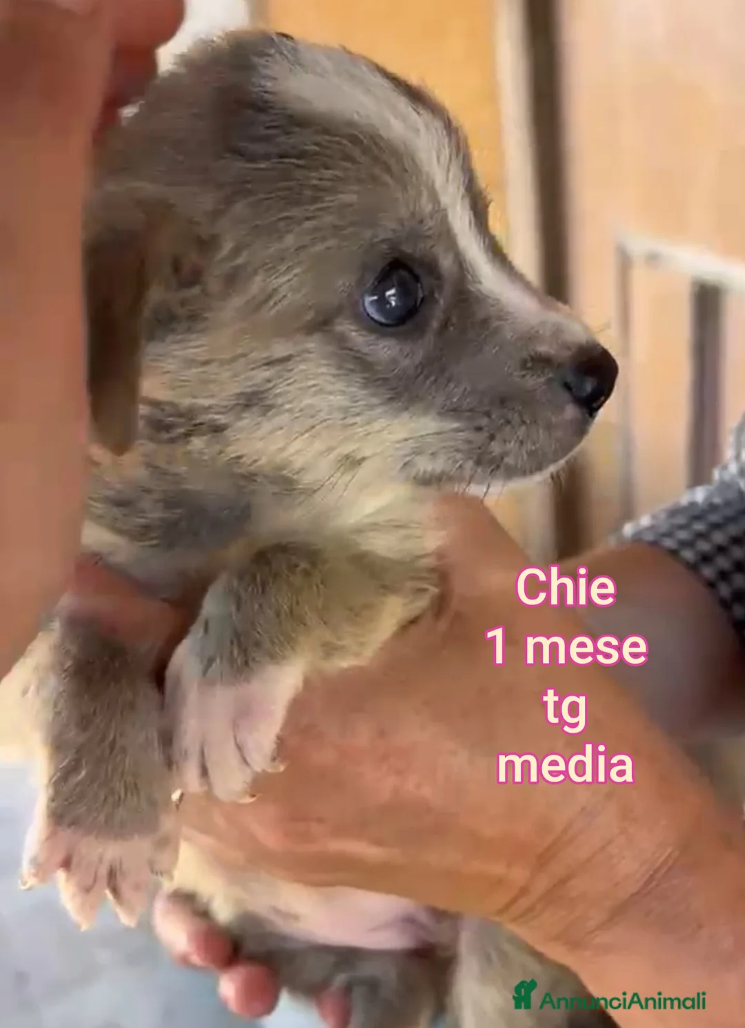 Meticcio cani in regalo: CUCCIOLI TENERISSIMI SENZA CASA  a Provincia di Modena - Annuncio 2
