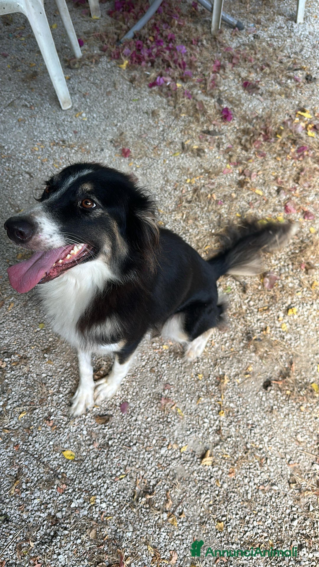 Border Collie cani in regalo: Splendida Border Collie - MILA - Annuncio 7