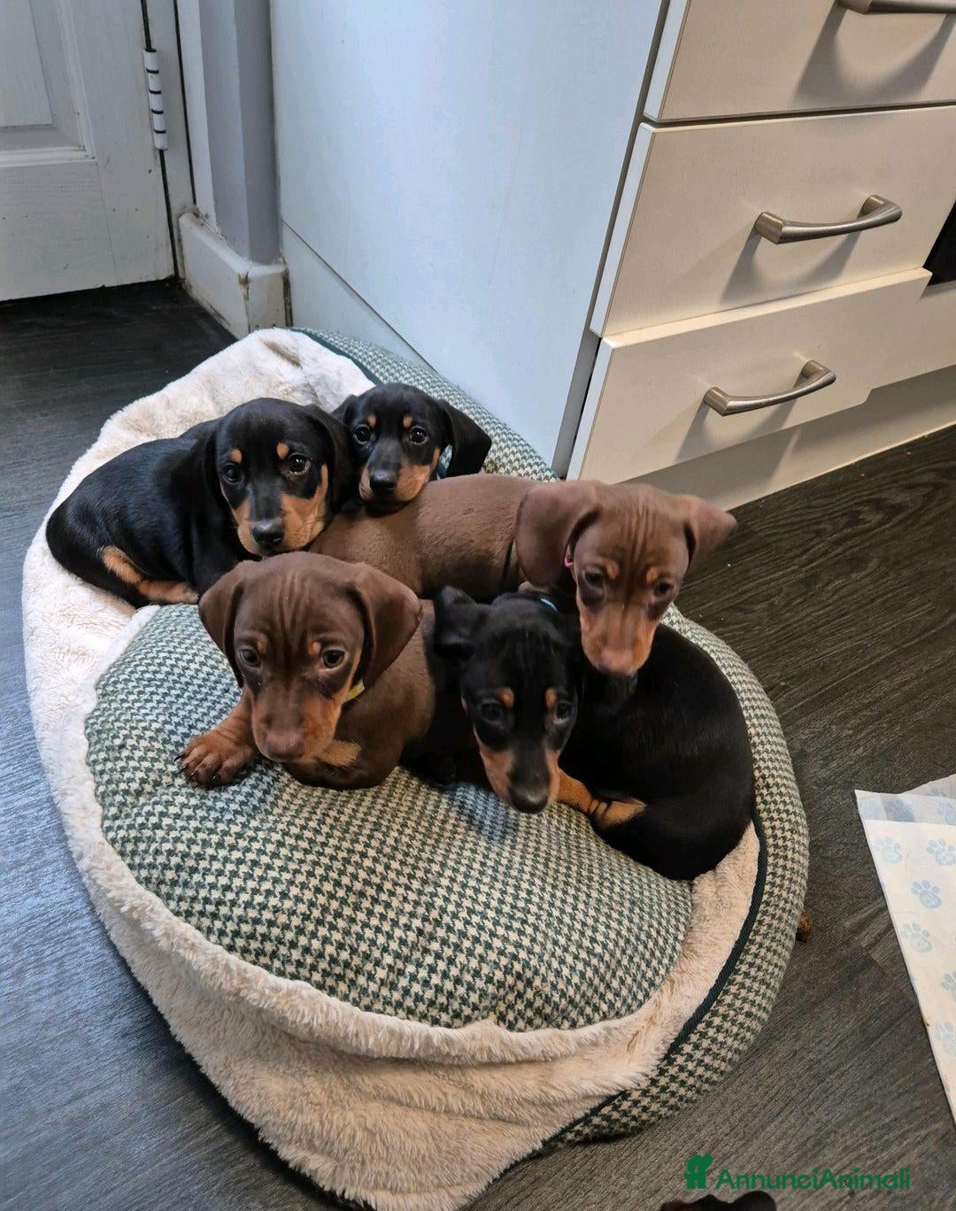 Bassotto cani Bassotti nani maschi e femmine a Città metropolitana di Roma Capitale - Annuncio 4