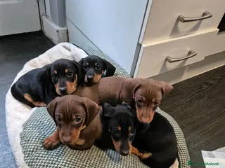 Bassotto cani Bassotti nani maschi e femmine a Città metropolitana di Roma Capitale - Annuncio 6