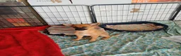 Meticcio cani in regalo: Leo, simil pastorino! (5 mesi)  - Annuncio 1